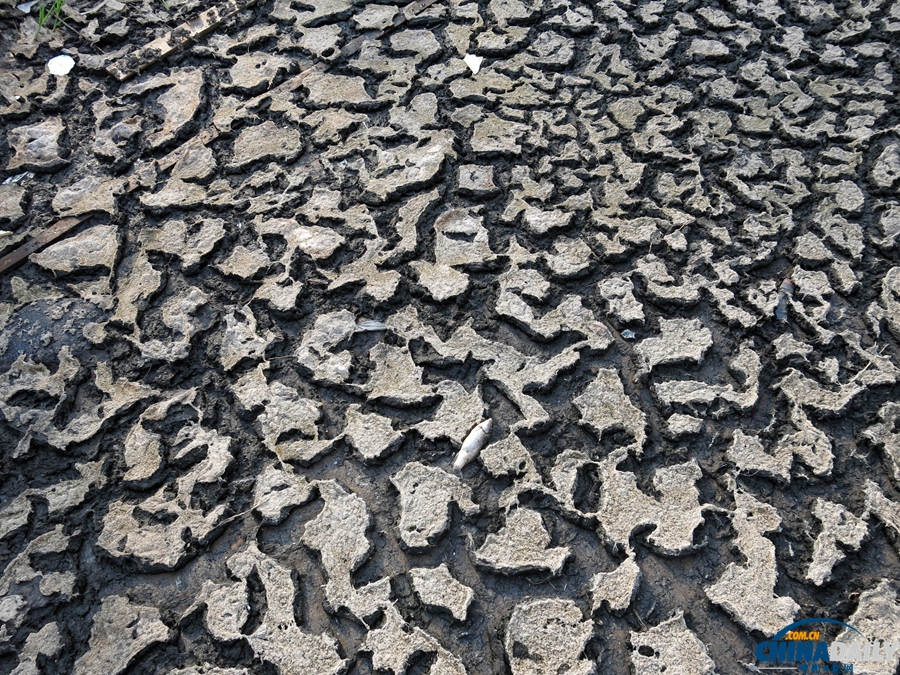 重慶:高溫持續 水庫干涸死魚被烤熟