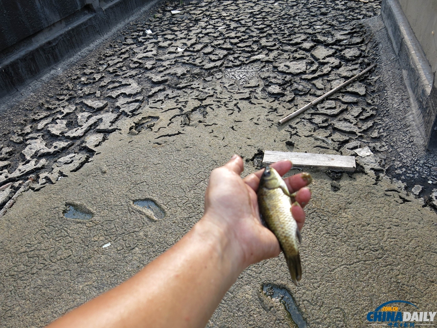 重慶：高溫持續(xù) 水庫干涸死魚被烤熟