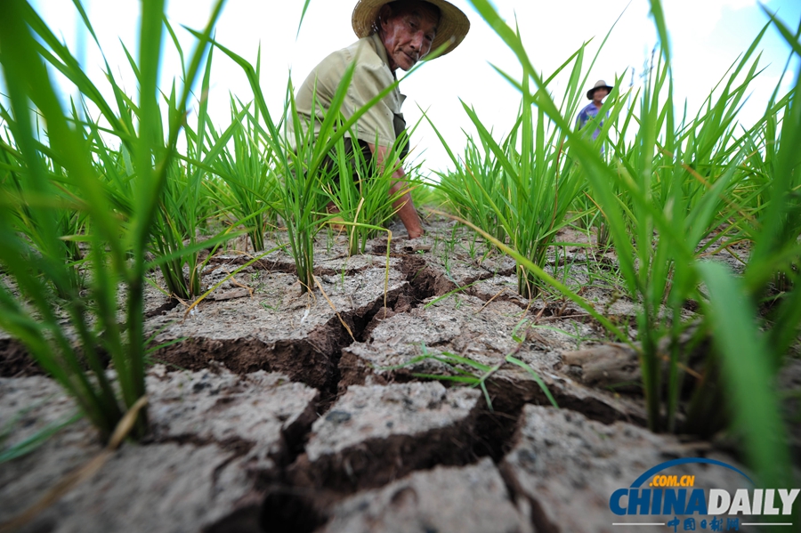 中國(guó)日?qǐng)?bào)一周圖片精選：7月27日—8月2日