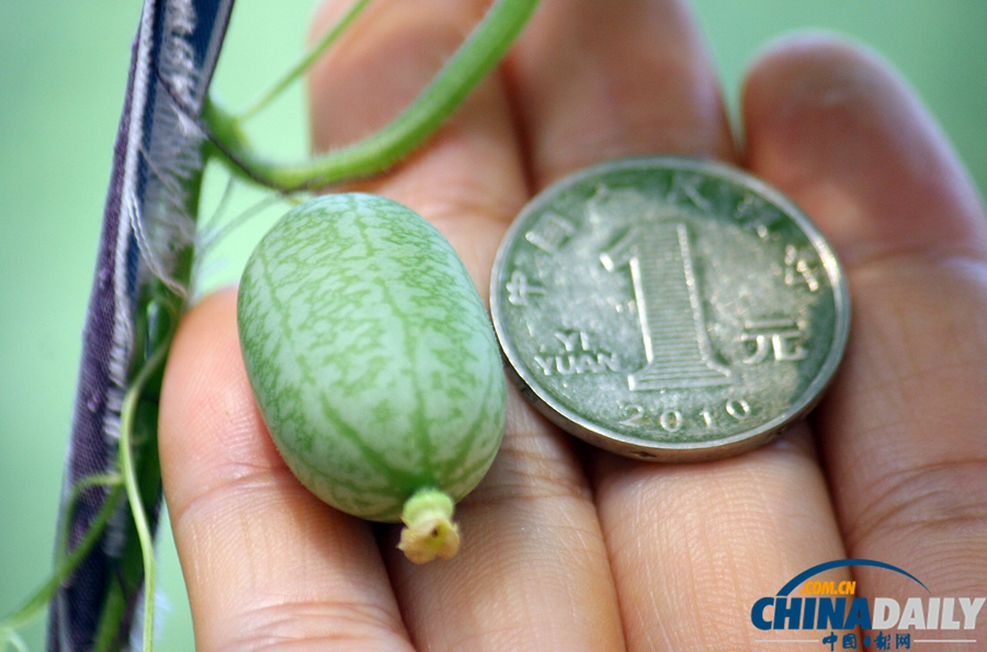 中國日報一周圖片精選：7月27日—8月2日