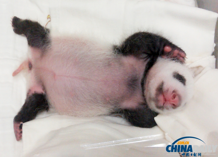 大陸贈(zèng)臺(tái)大熊貓長女滿月征芳名(組圖)