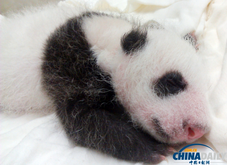 大陸贈臺大熊貓長女滿月征芳名(組圖)