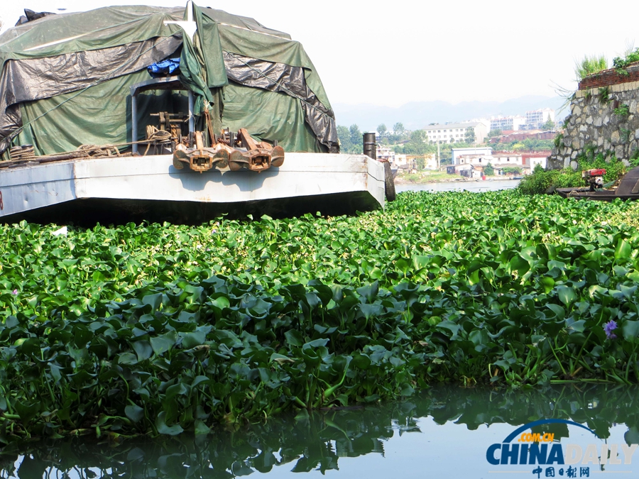 長江三峽宜昌夜明珠碼頭水葫蘆大肆蔓延