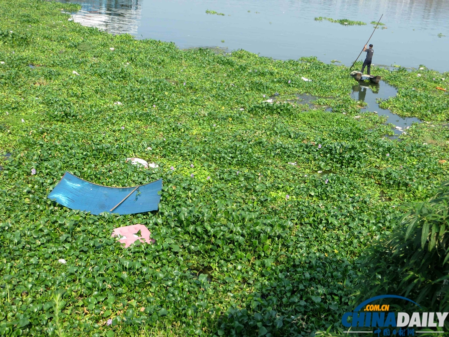 長(zhǎng)江三峽宜昌夜明珠碼頭水葫蘆大肆蔓延