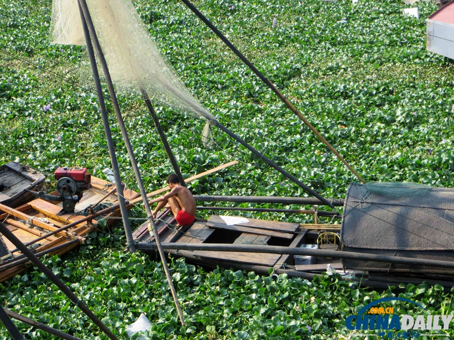 長江三峽宜昌夜明珠碼頭水葫蘆大肆蔓延