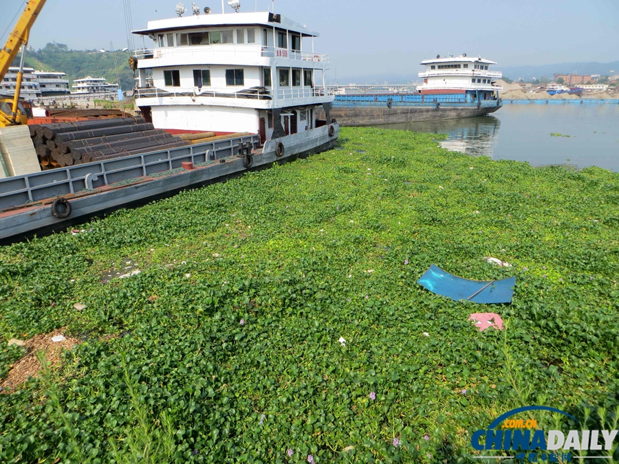 長江三峽宜昌夜明珠碼頭水葫蘆大肆蔓延