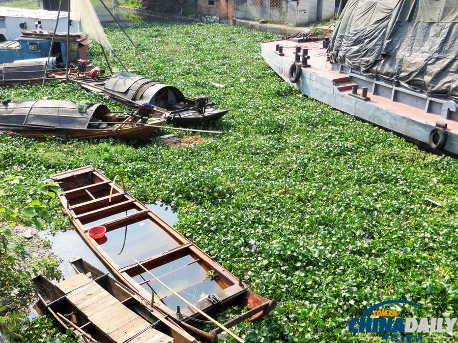 長江三峽宜昌夜明珠碼頭水葫蘆大肆蔓延