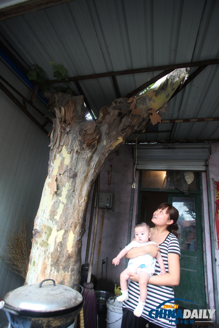 山東濟(jì)南：屋里“長(zhǎng)”棵樹(shù)