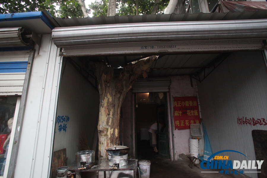 山東濟南：屋里“長”棵樹