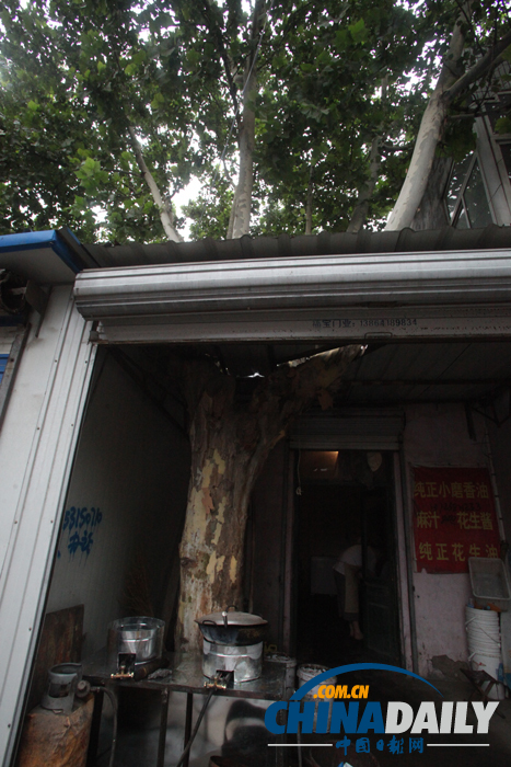 山東濟南：屋里“長”棵樹