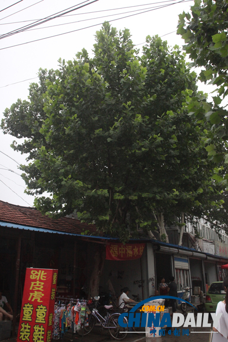 山東濟南：屋里“長”棵樹