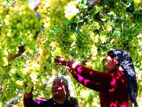 “吐魯番的葡萄熟了”2013中國重點旅游網絡媒體游新疆活動啟動