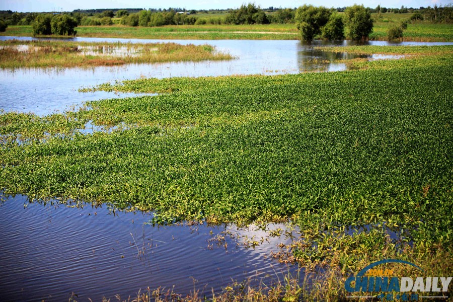 黑河特大洪災(zāi)水漫農(nóng)田 200余萬畝農(nóng)作物受災(zāi)慘重
