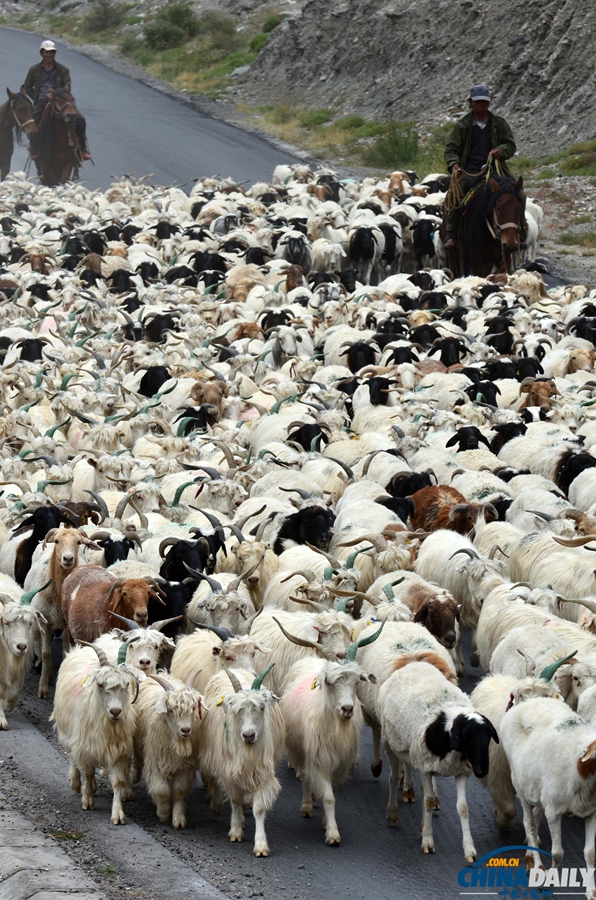 高清組圖：新疆南部牧民牛羊陸續轉場