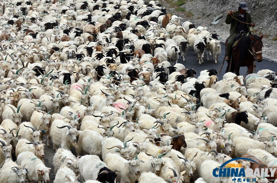 高清組圖：新疆南部牧民牛羊陸續(xù)轉(zhuǎn)場(chǎng)