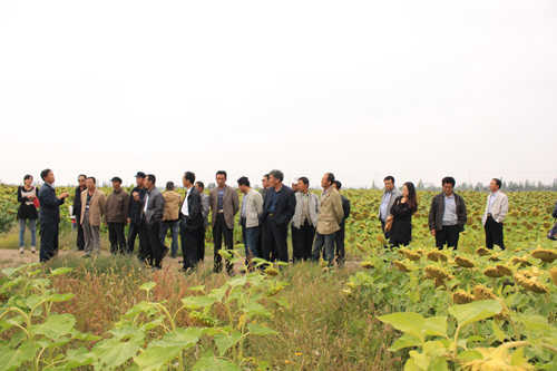 甘肅敬業公司精心搭建致富平臺,為農民提供全產業鏈服務