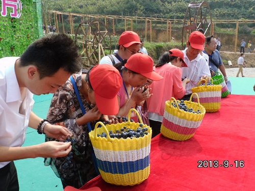 中方首屆刺葡萄節(jié)開幕 游客比賽吃葡萄(圖)