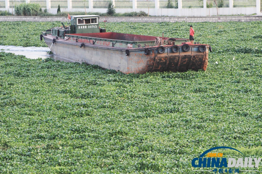 浙江紹興：百余畝水葫蘆封堵杭甬大運(yùn)河