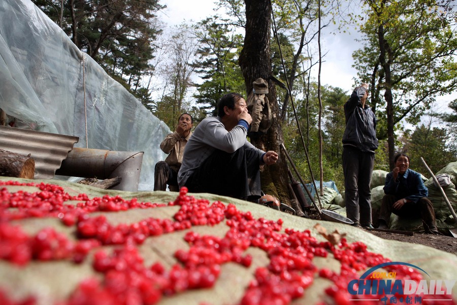 圖片故事：原始森林“跑山人”