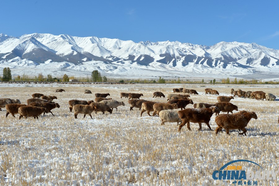 新疆哈密迎來降雪天氣 山區路段車輛擁堵滯留