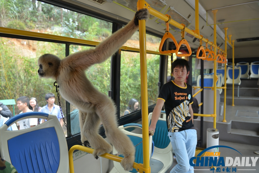 云南昆明：野生動(dòng)物園通公交 動(dòng)物乘車招人愛