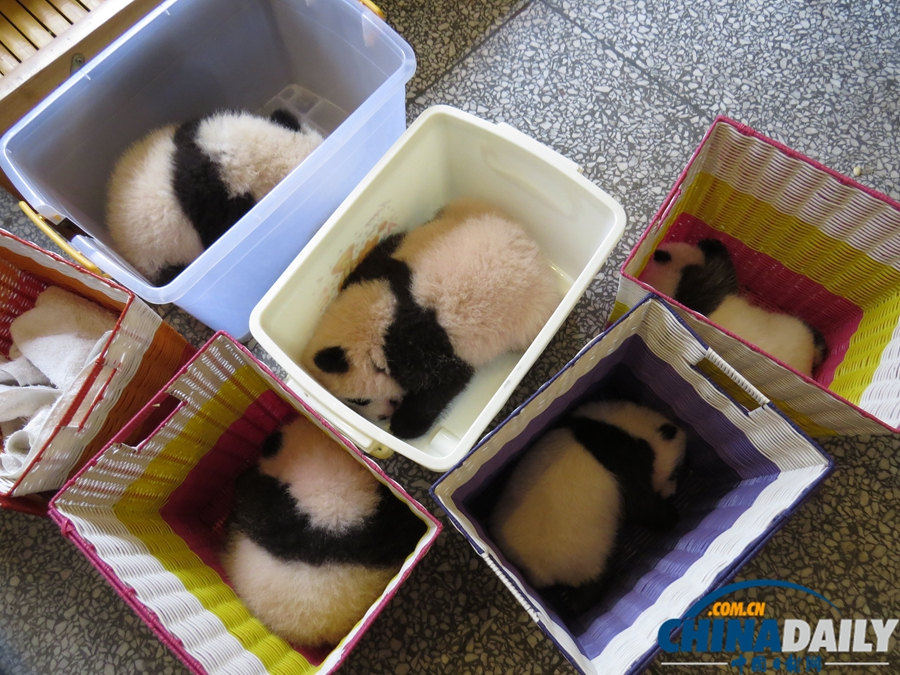 2013中國保護大熊貓研究中心熊貓寶寶集體亮相