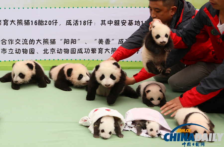 2013中國保護(hù)大熊貓研究中心熊貓寶寶集體亮相