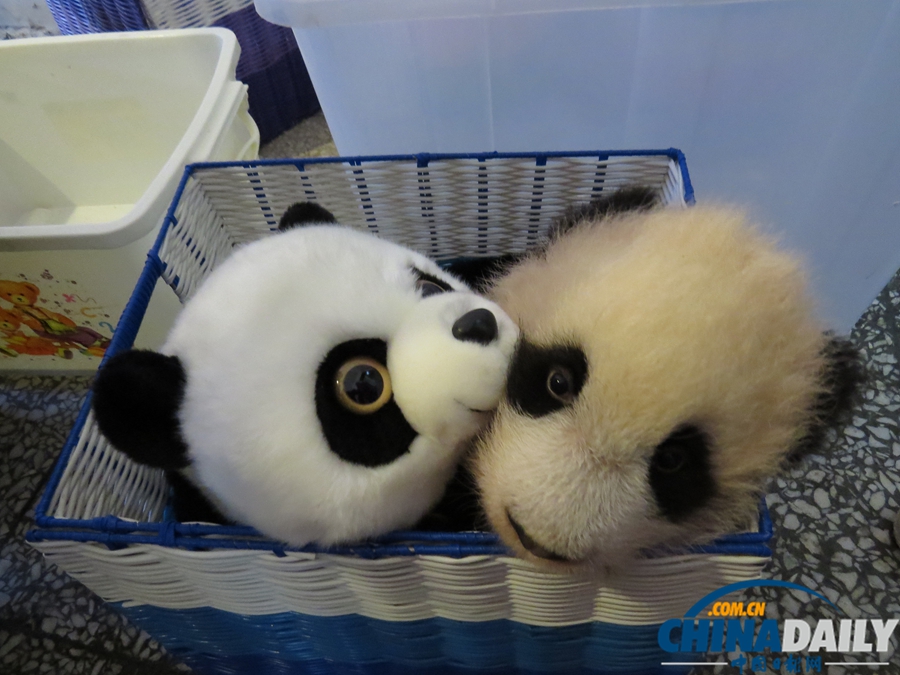 2013中國保護(hù)大熊貓研究中心熊貓寶寶集體亮相