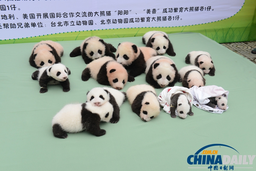 2013中國(guó)保護(hù)大熊貓研究中心熊貓寶寶集體亮相