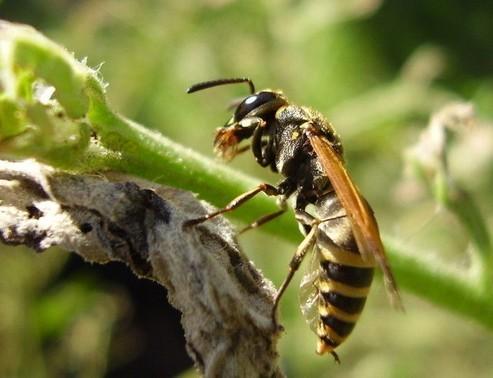 陜西超1600人被胡蜂攻擊42人喪命 衛(wèi)計委下令撲殺