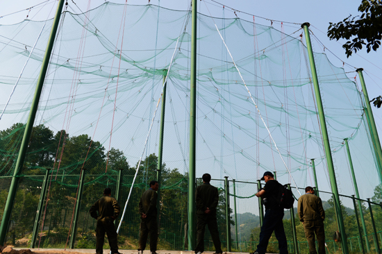 河南信陽大別山首次放飛34只朱鹮