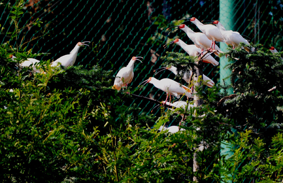 河南信陽大別山首次放飛34只朱鹮