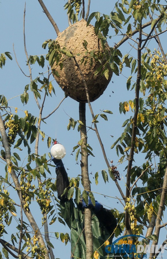 陜西三市42人被胡蜂蟄死 1周摘除蜂窩近千個