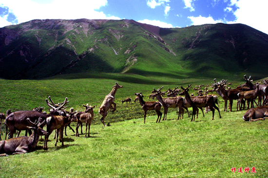 “祁連風光、裕固文化”正在成就 “中國最具民俗風情的旅游大縣”