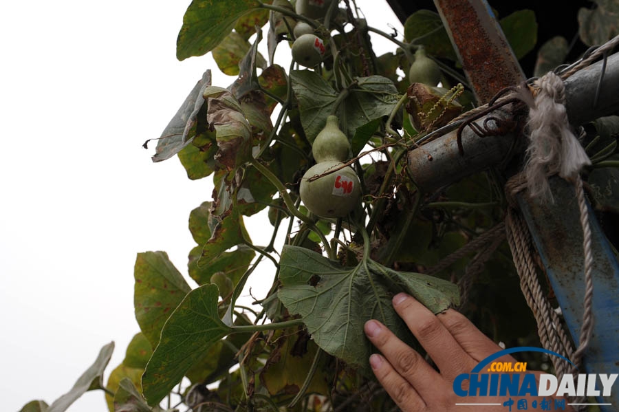 北京葫蘆藤結葫蘆超600個 欲申報吉尼斯紀錄