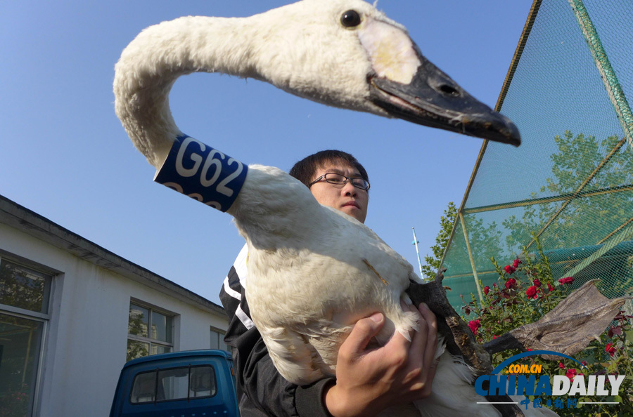 河北滄州放飛一批珍稀鳥(niǎo)類