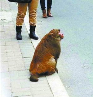 機靈胖獼猴樂翻東三環 拍照時會擺姿勢