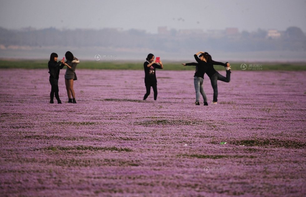 中國最大淡水湖提前枯水變成花海草原