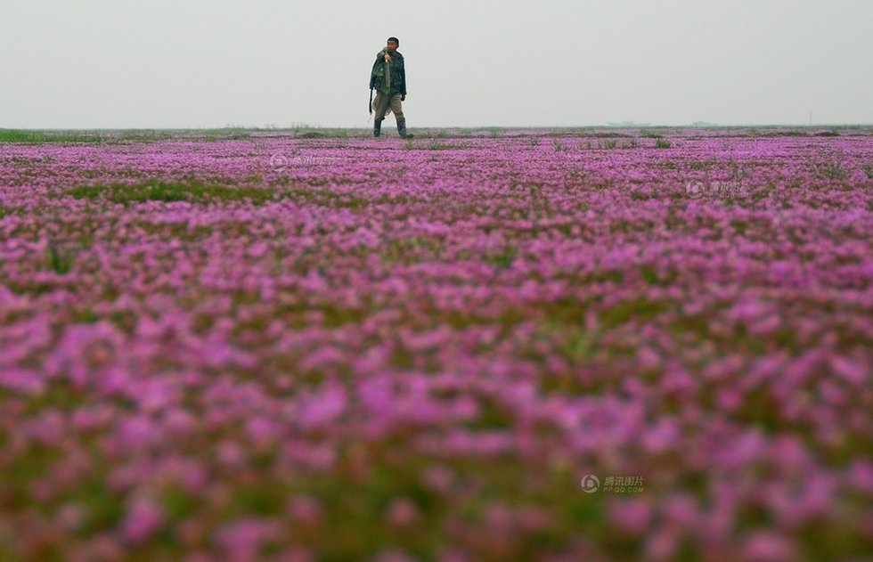 中國最大淡水湖提前枯水變成花海草原
