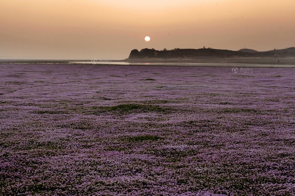 中國(guó)最大淡水湖提前枯水變成花海草原