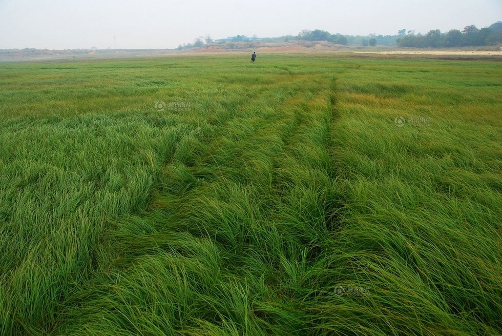 中國最大淡水湖提前枯水變成花海草原