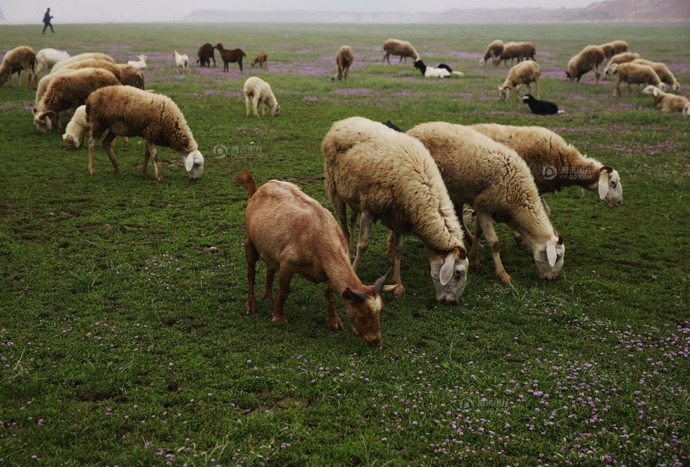 中國最大淡水湖提前枯水變成花海草原