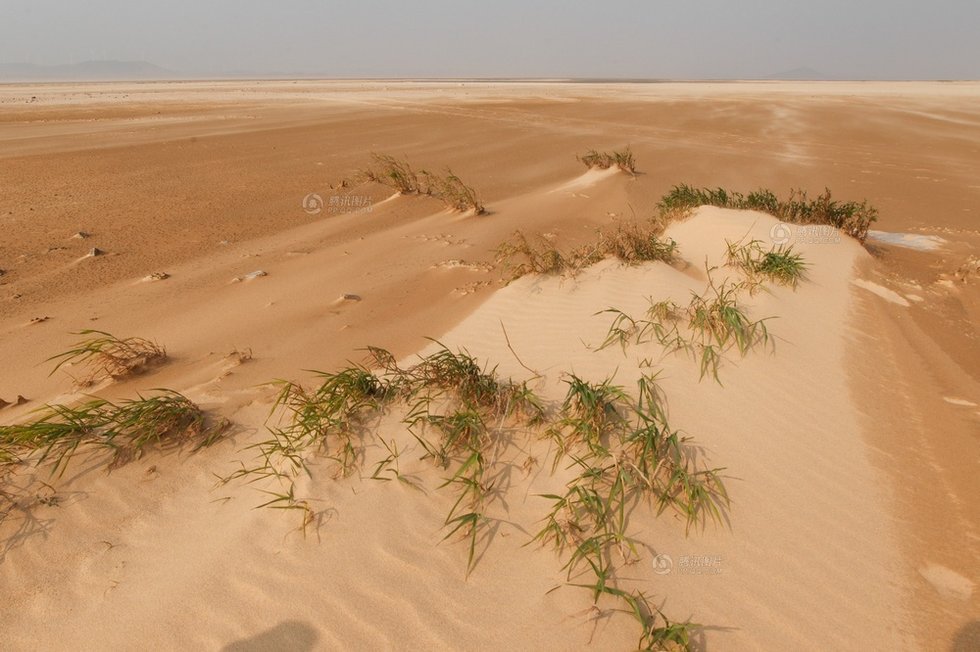 中國最大淡水湖提前枯水變成花海草原