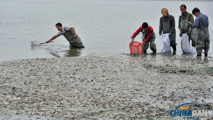 中國(guó)日?qǐng)?bào)一周圖片精選：11月2日—8日