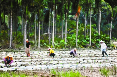 “海燕”過境海南 三亞景區全部關閉