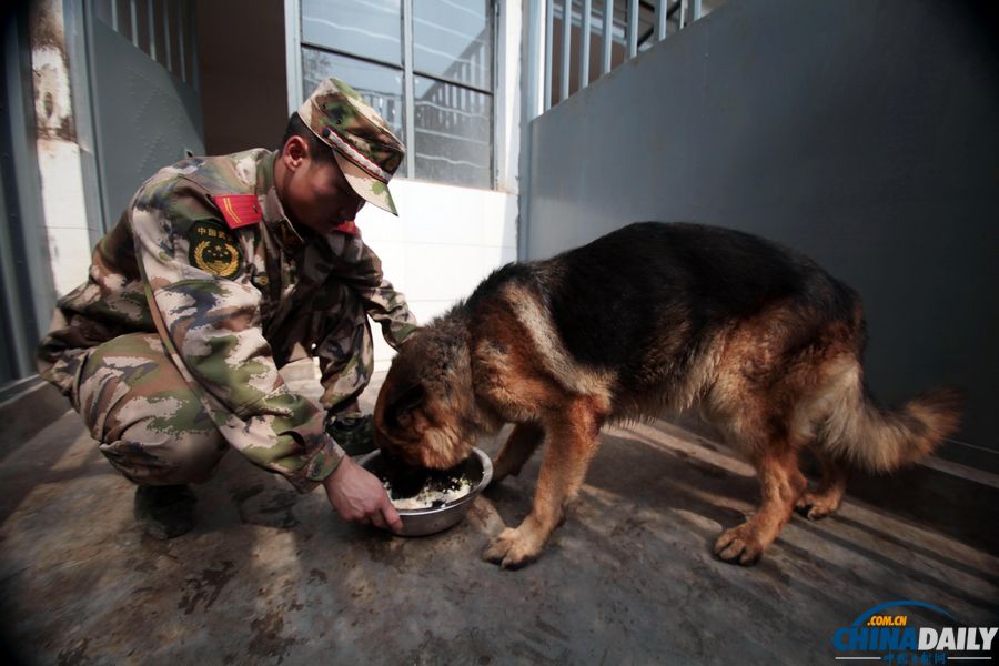 “戰(zhàn)友”的特殊告別:人犬分別的感人瞬間