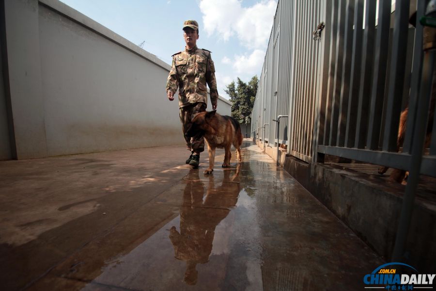 “戰友”的特殊告別:人犬分別的感人瞬間