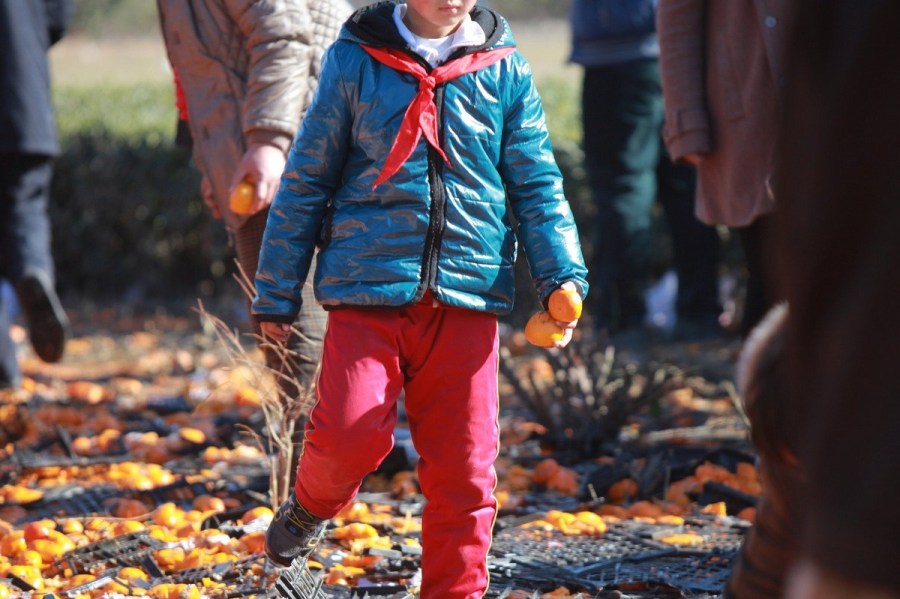 河北唐山貨車側(cè)翻35噸鮮桔遭哄搶