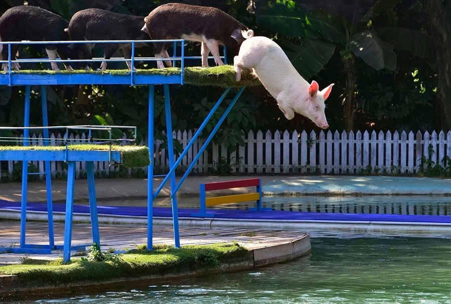 中國日報一周圖片精選：11月30日—12月6日