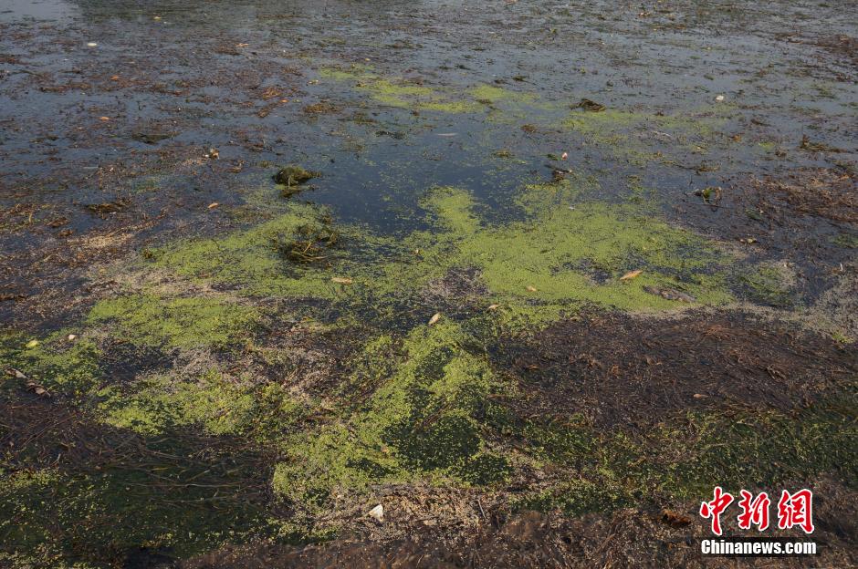 大量水草“入侵” 桂林漓江部分江面變“草坪”